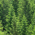 fir trees forest background