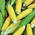 ripe corn - food background