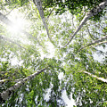 top of summer birch trees